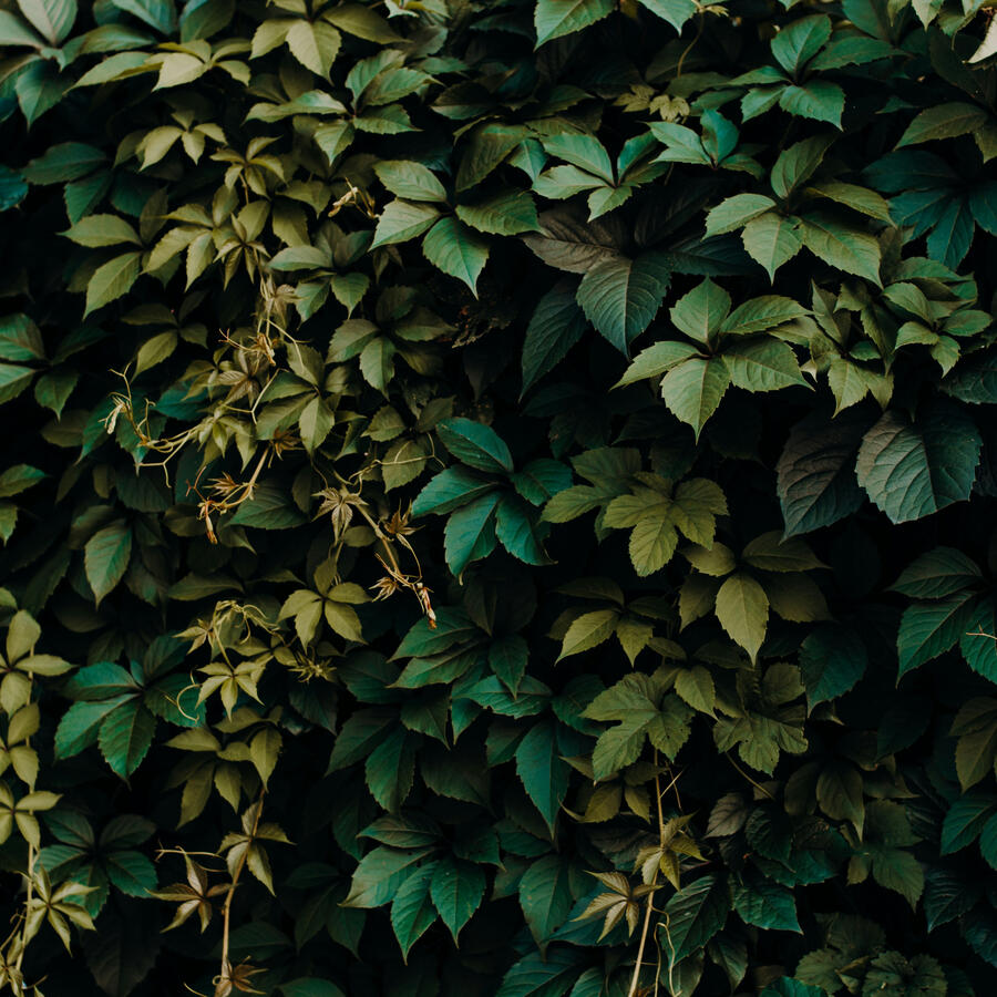 Different Variations Of The Color Green In A Collection Of Leaves