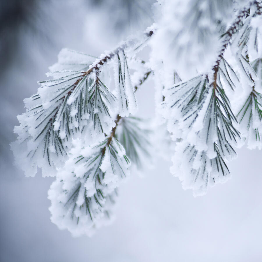Pine tree branches covered with snow and frost in cold tones