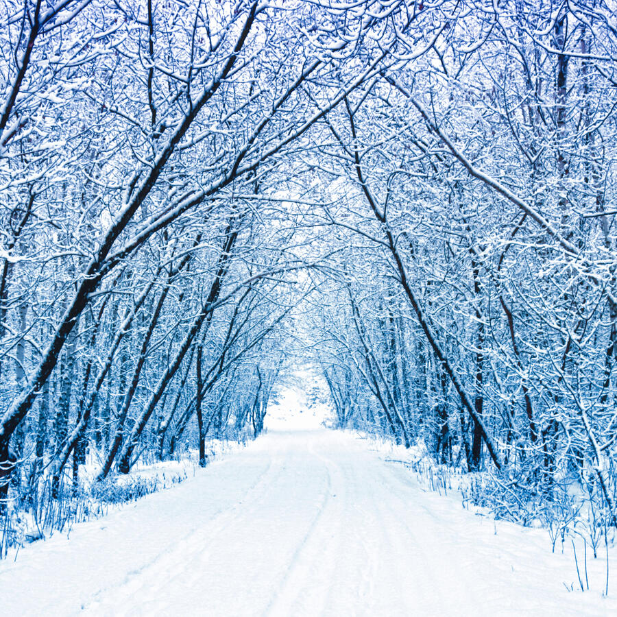 A trail in the forest after a snow storm with snow covered trees