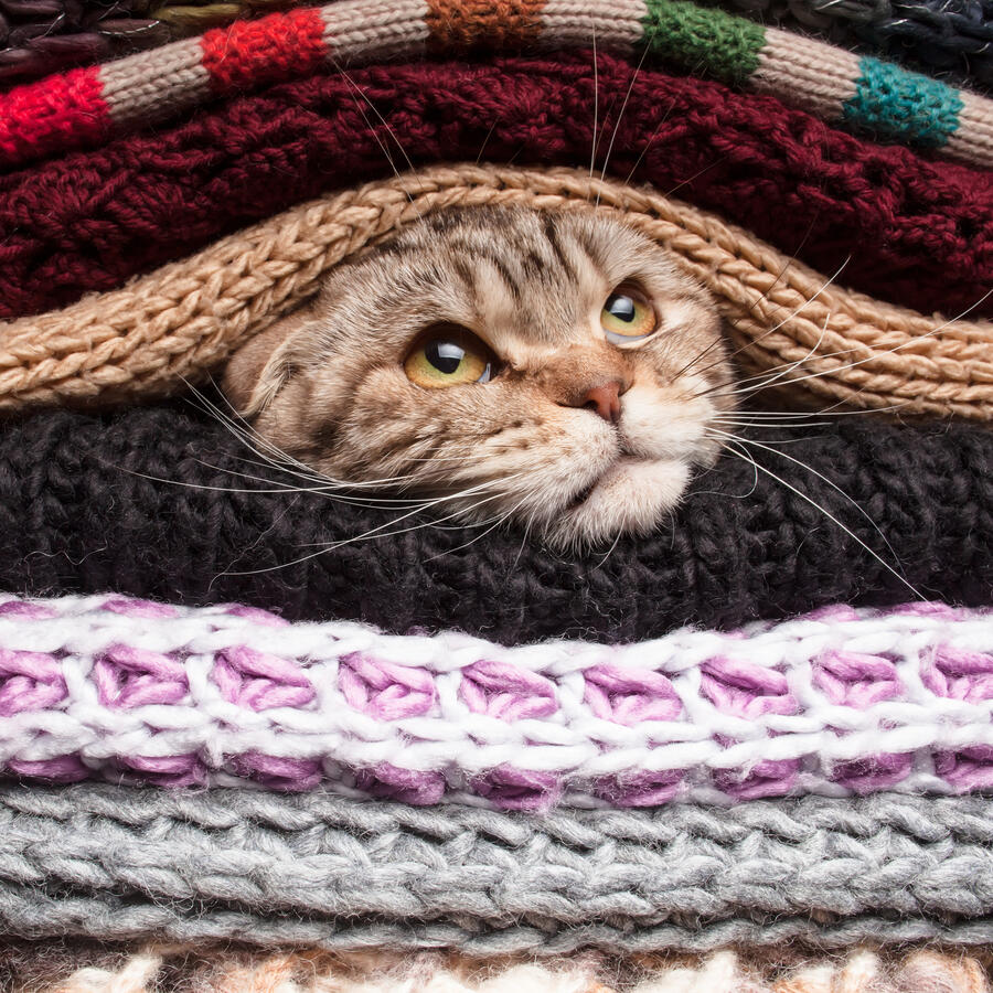 Cute cat wrapped up in a pile of woolen clothes preparing for winter