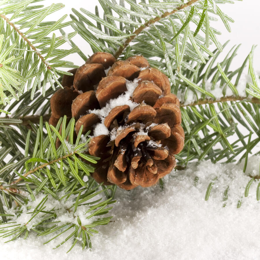 Pine branch with pine cone in the white snow